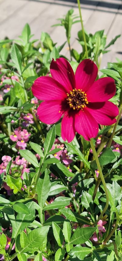A close-up, vertical shot focuses on a vibrant, magenta-colored flower with seven petals in full bloom. The flower's center is a dark brown disc adorned with numerous yellow stamens. The flower is surrounded by lush green foliage and smaller, delicate pink flowers. The background is blurred, suggesting a shallow depth of field, and appears to be a paved surface. The lighting indicates a sunny day, casting shadows on the petals. The image was taken in Saulkrasti, Latvia.