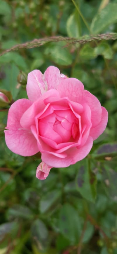 A close-up, top-down vertical shot features a vibrant pink rose in full bloom. The rose is the central subject, with its delicate petals unfurling in intricate layers. A small water droplet rests on one of the upper petals, adding a subtle detail. To the left of the main rose, a closed pink rosebud is visible, hinting at future blooms. The background is a blur of green foliage, with some darker, mottled leaves interspersed, suggesting a garden setting. A thin, dry stalk with reddish-brown seed heads arches diagonally across the upper portion of the frame. The lighting is soft, indicating an overcast day or diffused sunlight. The image appears to be an outdoor photograph taken in a garden.