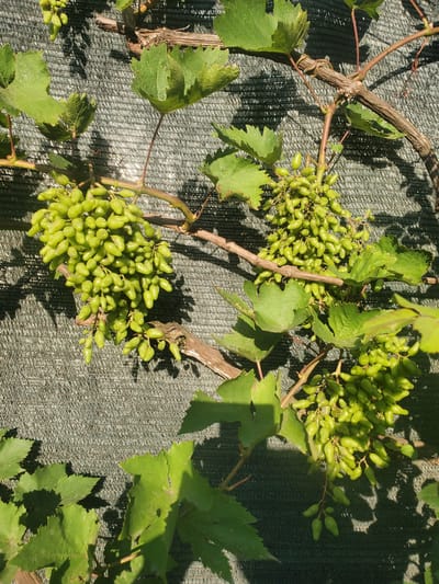 The image shows a close-up of green grapes hanging from vines against a textured green background. The grapes are elongated and appear to be unripe. Several grape leaves are also visible, some of which are casting shadows. The scene is outdoors, with dappled sunlight suggesting it is daytime. The textured background appears to be a type of netting or mesh, possibly used for shade or support. There are no people or animals present in the image. The location is specified as Chornomors'ke, Ukraine, implying an outdoor setting in that region.