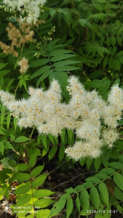This is a close-up, vertical shot of a cluster of delicate white flowers with yellow centers, likely in a natural setting. The flowers are fluffy and feathery, appearing to be composed of many small florets. They are set against a backdrop of vibrant green foliage, with some leaves appearing serrated and compound. The lighting suggests it is daytime, with natural light illuminating the scene. There is a date and time stamp in the lower right corner of the image.

Visible text: "2026/7/8 18:47" and "REDMI NOTE 9 PRO AI QUAD CAMERA"