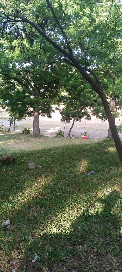 The image captures an outdoor scene in Tudor ward, Kenya, from a slightly elevated vantage point. The foreground consists of a grassy slope interspersed with patches of dry earth and scattered litter, including white paper fragments, a light blue plastic bottle, and two grey rectangular concrete blocks. Sunlight filters through an overhead canopy, creating a dappled light pattern on the grass.
In the midground, several mature trees with dense green foliage provide shade. A large tree with a prominent, textured trunk stands centrally, while a tree on the right exhibits a significantly curved main trunk extending towards the lower right of the frame. Dark, elongated seed pods are visible hanging from branches in the upper left quadrant of the image. Clumps of smaller green plants with broad leaves are situated near the base of some trees.
Beyond the grassy slope, a level, open court area is visible. This court, composed of light-brown dirt or sand, is marked with distinct white lines, indicating boundaries for a sport. Two white poles, characteristic of a net support system, are present within the court area. A red object, possibly a cooler or container, is located on the edge of the grassy slope, adjacent to the court. The court area is brightly illuminated by direct sunlight, contrasting with the shaded foreground. No individuals are present in the scene, and no specific actions or interactions are depicted.