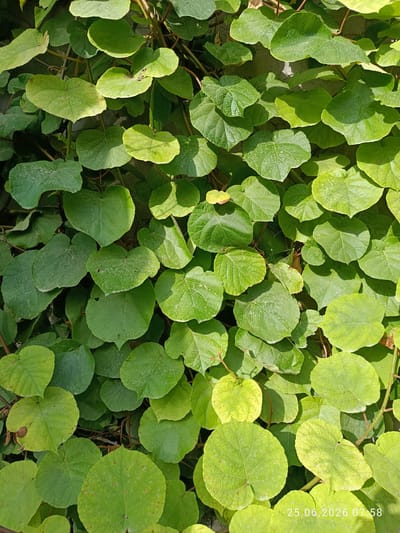 The image is a close-up, overhead shot of a wall covered in lush green foliage. The leaves are large, heart-shaped, and have a slightly textured surface. Some leaves are a vibrant green, while others have a lighter, almost yellowish hue, indicating varying degrees of sunlight exposure. The plant appears to be a vine, with thin, brown stems visible in places, weaving through the leaves and climbing the wall. The wall itself is a rough, textured surface, likely concrete or stucco, with subtle shadows cast by the dense greenery. The lighting suggests it is daytime, with the sun creating dappled light and shadow patterns across the leaves. There are no people or other objects clearly visible in the frame, focusing solely on the natural growth. The provided date stamp in the lower right corner reads "25.06.2026 07:58".