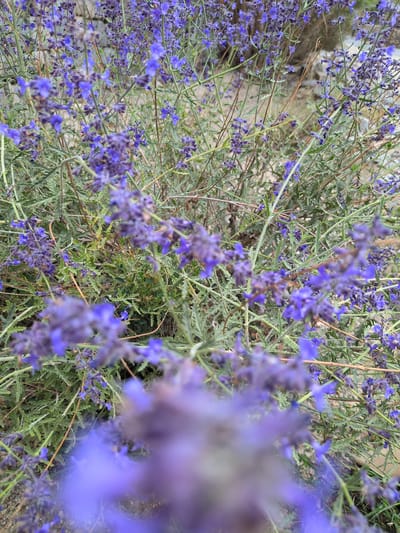 The image is a close-up, slightly out-of-focus shot of a patch of lavender or a similar purple-flowered plant. The flowers are small and clustered on thin, green stems, with some dry, brown stems interspersed. The background is blurred and appears to be a mix of dry earth and possibly some stone. There are no people or discernible actions in the image. The environment suggests an outdoor setting, likely a garden or a natural landscape. The specific location in Phyang, India, cannot be determined from the visual information provided in the image.