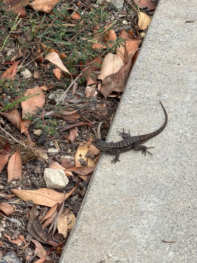 A lizard is shown basking on a concrete path in Irvine, California, with its body angled to the right. The lizard is dark brown with intricate patterns on its scales and a long, slender tail that curves upward. The concrete path is textured and light gray, showing some small pebbles and discoloration. To the left of the path, the ground is covered with a mix of dry leaves, dirt, and small green plants. The leaves are various shades of brown and tan, some appearing curled and brittle, suggesting an outdoor environment, possibly a park or residential area in Irvine.
