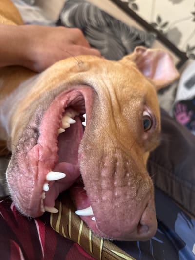 A close-up, high-angle photograph shows a light brown dog with its mouth open wide, revealing its teeth. A hand is visible near the dog's neck, possibly petting it. The dog is lying on patterned bedding. The environment appears to be indoors. The location is unknown.