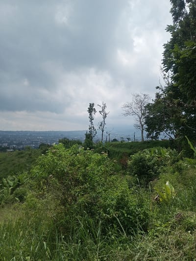 The image presents an elevated natural landscape overlooking a distant urban area, identified as Vieng Phouka, Laos. The foreground is dominated by dense, unmanicured green vegetation, consisting of tall grasses, assorted shrubs, and broad-leafed plants, some featuring small white or light-colored flowers. In the midground, a varied collection of trees and bushes is visible. Prominently, a bare deciduous tree with thin branches stands on the right, while two tall, slender trees with sparse green foliage are positioned towards the center-left. A subtle depression or path with exposed earth runs through the midground vegetation. The background reveals a sprawling city or town with numerous structures, extending to a hazy mountain range on the horizon. The sky is entirely overcast with a thick layer of grey clouds. No individuals or specific actions are observed within the frame.