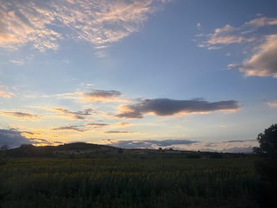 The image captures a field of sunflowers at sunset in the vicinity of Dragomir, Bulgaria. The sky is a gradient of blue, transitioning to hues of orange and yellow near the horizon, with scattered clouds that are catching the last light of the day. A rolling, treeless hill forms the backdrop against the sunset. The foreground is dominated by a dense field of sunflowers, appearing as dark silhouettes with their characteristic round heads. A large tree is visible on the far right edge of the frame, partially obscuring the view. The overall atmosphere is serene and natural, indicative of a rural landscape.