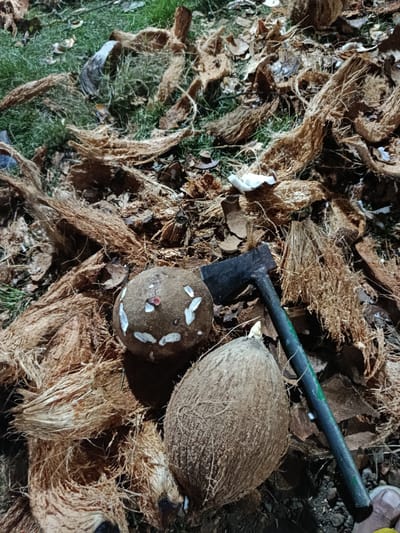 The image depicts a ground-level scene of coconut de-husking in Kedung Dowo, Indonesia. The terrain is largely covered with a dense accumulation of discarded brown coconut husks and fibrous material, with patches of green grass visible through the debris.
In the mid-ground, two coconuts are prominently featured. One is a whole, unhusked coconut, showcasing its natural fibrous exterior. Next to it lies a partially de-husked coconut, its hard, round inner shell exposed, with white remnants of the husk still visible on its surface, indicating it is in the process of being prepared. A small axe or hatchet, characterized by its dark metal head and a dark handle with visible green paint, rests on the ground between the two coconuts and among the husks.
The scene suggests an ongoing or recently completed activity related to coconut processing. The lighting appears dim, casting noticeable shadows from the coconuts and the axe, which could imply late evening or the use of artificial light. A human foot, showing toes, is partially visible in the bottom right corner, suggesting a person is present and involved in the activity. There is no discernible text within the image.