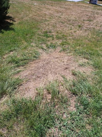 This is an aerial, eye-level photograph of a lawn with a patch of dead grass in the center. The dead grass patch is roughly circular and radiates outwards with dead blades of grass. The surrounding grass is green and appears healthy. The scene is outdoors on a sunny day. There are no people or animals visible. In the upper right corner of the image, a white building with a light grey roof is partially visible. In the upper left corner, a portion of a dark green pine tree is visible, casting a shadow on the lawn. The ground appears to be a residential lawn in Dobev, Czechia.