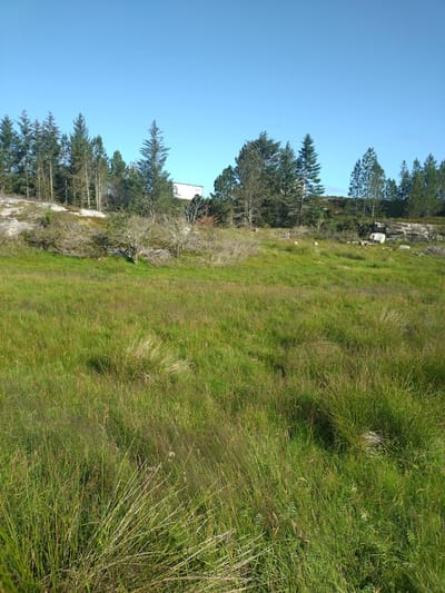 The image shows a natural outdoor landscape under a clear blue sky. In the foreground, a grassy field with tall, green and tan grasses dominates the scene. The grass is unevenly distributed, with some areas appearing denser and taller than others. Towards the middle ground, the terrain rises, revealing patches of dry, brittle vegetation and some bare earth. A line of evergreen trees, primarily coniferous, forms a backdrop along the crest of the rise. Among the trees, a white, rectangular building is partially visible. The trees vary in height and density, with some appearing mature and others younger. The ground is rocky in places, particularly on the right side of the middle ground, where large grey rocks are present. The overall impression is one of a wild, undeveloped natural area with a building encroaching slightly on the natural landscape. This scene is located in the municipality of Averøy, Norway.