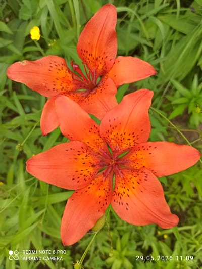 Two orange lilies with black spots are in focus in the foreground. One lily is in the upper part of the image, and the other is below and slightly to the left. The lilies are set against a background of blurred green foliage, with a small yellow flower visible in the upper left corner. The image is a close-up shot, likely taken outdoors in a natural setting. There are no people or animals visible in the image. The bottom right corner of the image contains a timestamp and a camera model identifier, reading "29.06.2026 11:09" and "REDMI NOTE 8 PRO AI QUAD CAMERA" respectively. The mention of Sovetskiy, Russia is not supported by the visual evidence in the image itself.