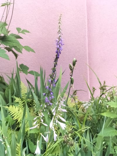 A close-up, eye-level shot captures a cluster of green foliage and flowering plants against a textured pink wall. In the center of the frame, a tall, slender stalk of purple bell-shaped flowers stands prominently. To its right, a stalk with green, closed flower buds is visible. On the left side of the image, broad green leaves are interspersed with delicate, pale green fern fronds. Lower down and closer to the viewer, several white, bell-shaped flowers droop gracefully. The overall scene suggests an outdoor garden setting, possibly a backyard or a park, with the vibrant pink wall serving as a striking backdrop. The lighting appears soft, indicating it might be daytime, perhaps morning or late afternoon, with no strong shadows. The image does not contain any visible text. The location context is České Budějovice, Czechia.