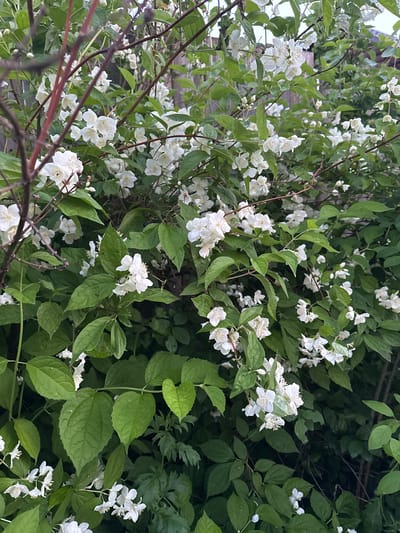 This is a close-up, eye-level, medium shot of a dense flowering bush, likely in Zhebrei, Russia. The bush is covered in clusters of small, white, star-shaped flowers with delicate petals and visible stamens. The flowers are interspersed with numerous vibrant green, oval-shaped leaves, some of which appear slightly damp. The branches of the bush are thin and brown, with some bare branches visible in the foreground, obscuring parts of the foliage and flowers. In the background, out of focus, a wooden fence and hints of other vegetation are visible. The lighting suggests it may be overcast or late in the day. There are no people or animals present in the image.