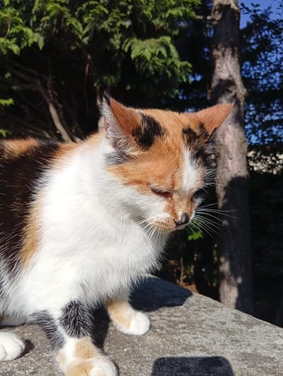 A calico cat with white, black, and orange markings sits on a stone surface outdoors. The cat is facing to the right and its eyes are partially closed. In the background, there are trees with green foliage and a trunk visible, as well as a bright blue sky. The lighting suggests it is daytime, with sunlight casting shadows on the stone. The scene is located in the city of Kiełczów, Poland.