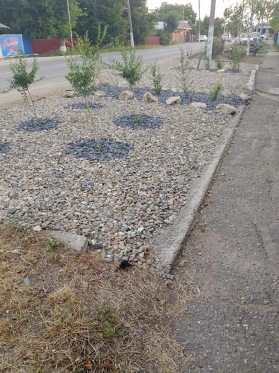 The image shows a roadside landscaping project in Staroshcherbinovskaya, Russia. Several young trees with green foliage have been planted in a bed of light-colored gravel and darker gray gravel. Large, light-colored stones are interspersed among the gravel. A concrete curb separates the landscaped area from a paved road or walkway. In the background, a road is visible with several cars parked and driving. Buildings and trees line the far side of the road. To the left of the landscaped area, a blue sign with white lettering that reads "OZON" is visible. The ground bordering the landscaped area on the right is covered in dry grass and some scattered stones. The overall scene suggests an urban or suburban environment undergoing beautification efforts.