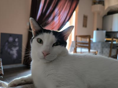 A close-up, eye-level, outdoor shot features a black and white cat with green eyes and pink nose. The cat is looking at the camera with its head tilted slightly to the left. Its left ear is perked up, while its right ear is mostly hidden behind its head. The cat is lying down on a striped blanket, and its body extends out of frame to the right. The background is blurred, but it appears to be an indoor setting with a window and curtains. The overall lighting is warm and natural, with sunlight streaming in from the right. The image was taken in Acharnes, Greece.