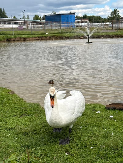 This is a photograph taken outdoors, likely in a rural or farm setting given the presence of fences, buildings, and a body of water. The scene appears to be a pond or lake bordered by a grassy area. A fountain is visible in the water, creating a spray.
The primary subject is a white swan, which is positioned on the grassy bank, partially in the frame, with its head turned towards the water. Its beak is orange with black markings. In the water, close to the swan, a smaller dark object is visible, possibly another bird or an animal. In the background, there are structures resembling farm buildings or enclosures, with a blue tarp visible on one of them. The sky is cloudy, suggesting it might be a partly cloudy day.
The image is oriented vertically. Some white feathers are scattered on the grass, indicating the presence of birds. There is a sign visible in the background with text that appears to be in Cyrillic. The text includes the word "КАМЕНКА," which, along with the location context provided, confirms the location as Kamenka, Russia. The overall atmosphere seems peaceful, with the swan resting by the water. The time of day is not explicitly indicated but appears to be daytime due to the lighting.
