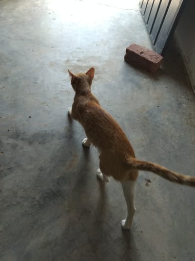 A ginger and white cat stands on a concrete floor, facing away from the camera and towards a dark vertical structure. A red brick lies on the floor to the right of the cat. The scene appears to be indoors, possibly a courtyard or garage, given the concrete flooring and the dark structure which could be a door or a fence. The lighting suggests it is daytime.