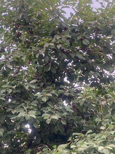 The media file shows a close-up view of a tree with dense green foliage and dark berries. The perspective is from below, looking up through the branches towards a bright sky, suggesting it is daytime. The leaves are varied in shape and shade of green, with some appearing lighter and others darker, indicating differences in light exposure. Small, dark berries are scattered throughout the branches, some clustered together and others more isolated.

The lighting suggests it is daytime, with dappled sunlight filtering through the leaves and branches, creating bright spots and shadows. The overall mood is natural and tranquil, with no visible human subjects or signs of human activity. The scene is set amongst the leaves and branches of a fruit-bearing tree, likely in an outdoor environment. The sky is a pale, overcast white, suggesting a cloudy day or bright, diffused light.

No text is visible in the image. The context provided places the scene in Besh Kungei, Kyrgyzstan, hinting at a rural or natural setting within that region. The abundance of leaves and berries suggests a time of year when the tree is in fruit, possibly late summer or early autumn.