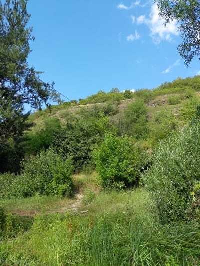 The image depicts a natural landscape under a bright blue sky with scattered white clouds. The scene features a steep, grassy hillside covered in dense green foliage and scattered rocks. Several trees, varying in size and leaf density, are visible, with some reaching towards the sky and others forming a thick undergrowth. A narrow, winding dirt path can be seen traversing the lower part of the hillside, disappearing into the vegetation. The foreground is dominated by tall, lush green grass and other wild plants. The overall impression is one of a secluded, wild area, likely a park or undeveloped natural space. The location is identified as being in the city of Zalishchyky, Ukraine.
