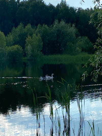 This media file depicts a tranquil scene at a body of water, likely a lake or pond, with reflections of the sky and surrounding trees. The image is oriented vertically.
The main subjects are the reflections in the water and the natural environment. On the left side, the dark green of a dense treeline dominates, with some lighter green foliage interspersed. The water itself is dark and rippled, creating distorted reflections. The right side of the image shows a lighter reflection of the sky, with bright white clouds. Tall, thin green reeds or grass grow along the right bank of the water.
A small, white object, possibly a decorative statue or a buoy, is visible partially submerged in the water. It appears to have an angelic or human-like form with outstretched arms. Its reflection is also visible directly below it. The overall impression is one of peacefulness and natural beauty.
The time of day appears to be either early morning or late afternoon, judging by the soft lighting and the quality of the reflections. The weather seems calm, as indicated by the relatively smooth surface of the water, despite the ripples. There are no people or animals clearly visible in the scene, adding to the sense of solitude.
The location cues, such as the dense forest and the presence of reeds, suggest a natural, possibly rural or semi-rural setting in Novyi Ural, Russia, as indicated by the provided context. The colors are predominantly greens and blues, with the white of the clouds and the object providing contrast. There is no visible text in the image.