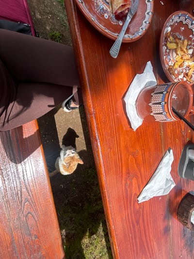 An outdoor scene captured in Meshtitsa, Bulgaria features a wooden picnic table laden with dishes containing remnants of a meal. A patterned ceramic mug with a straw stands on a white napkin. Nearby is a crumpled white napkin and a small wooden holder. Beneath the table, an individual's legs clad in brown fabric are visible, along with a partially visible shoe. A white and orange cat stands on the ground under the table, amid grass and dirt. The sunlight suggests it is daytime.