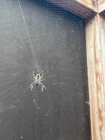 A single orb-weaver spider is positioned centrally on a large, intricately woven radial orb-web. The spider features a mottled brown, white, and black patterned abdomen, a dark cephalothorax, and banded legs, all extended to maintain contact with the web. A small, dark, irregular object is visible beneath the spider's ventral side. The web's delicate silken strands are taut and partially illuminated by an unseen light source, stretching across the frame. The background to the left is a dark, uniform, unidentifiable surface. To the right, a lighter, vertical wooden structure composed of two joined planks with visible grain forms a distinct corner. The web is anchored to these two background structures. The specific location within Sint-Pieters-Leeuw, Belgium, is not discernible from the visual evidence presented, but the scene indicates an outdoor setting.