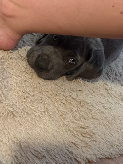 A close-up shot features the head of a dark gray puppy peeking out from behind a person's leg, which takes up the left side of the frame. The puppy's face is turned towards the viewer, with its left eye clearly visible and wide open, looking directly at the camera. The puppy's fur appears to be short and smooth, and its nose is dark. The person's leg, skin-toned and smooth, provides a stark contrast to the puppy's fur and the textured rug it rests on.
The puppy is lying on a thick, fluffy, cream-colored rug that covers most of the right side of the image. The rug has a shaggy texture with visible strands, creating a soft and inviting appearance. The background behind the rug shows a glimpse of a light brown wooden floor, suggesting an indoor setting, possibly a home.
The lighting in the image appears to be soft and diffused, possibly from ambient indoor lighting. There are no strong shadows, contributing to a cozy and intimate atmosphere. The puppy's expression seems curious and perhaps a little shy, as it peeks out from behind the person. No specific time of day or weather conditions can be determined from the image. There is no visible text within the frame. The location context is Apatin Municipality, Serbia, but no specific cues in the image directly indicate this location.