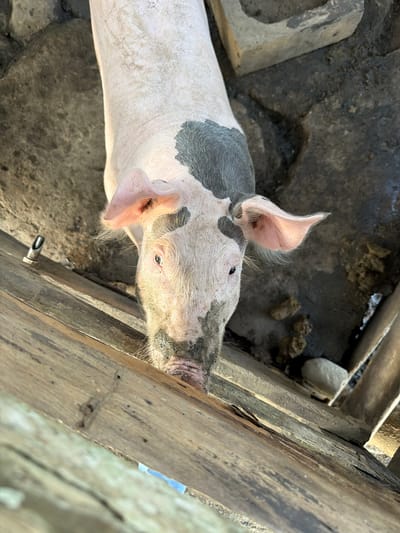 The image shows a pig with white and gray markings in what appears to be a pen or enclosure. The pig's snout is near a wooden structure, possibly a fence or part of the pen. The ground is made of concrete. The location is Cotorra, Colombia. No people are visible in the image.
