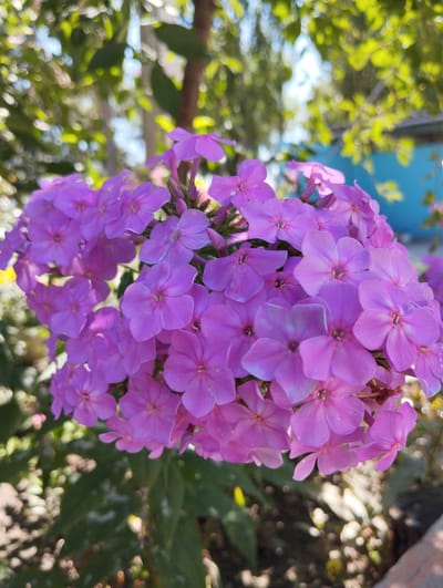A close-up, vertical, full-shot photograph captures a cluster of vibrant purple phlox flowers in bloom. The flowers, with their delicate, star-shaped petals, are densely packed together, forming a rich, textured mass of color. Sunlight dapples through the surrounding foliage, creating highlights and shadows on the petals and leaves. In the background, the scene is softly blurred, hinting at lush green trees and possibly a building painted blue, suggesting an outdoor setting. The overall impression is one of natural beauty and the serene ambiance of a garden. The location is specified as Iskra, Kyrgyzstan.