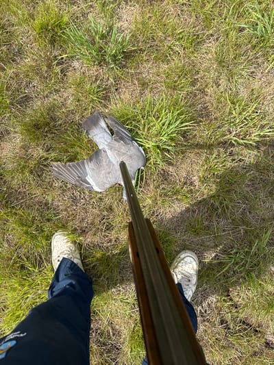 A first-person, downward-angle photograph captures a deceased grey bird and the lower extremities of an individual holding a firearm in an outdoor grassy area, consistent with a field in Skipsea, United Kingdom. The ground consists of mixed green and brown grass. A large grey bird, identified as a pigeon or dove, lies supine in the upper-midground, its wings partially splayed. The barrel of a long-barreled firearm, consistent with a shotgun featuring dark metal and a wooden fore-end, extends from the lower right foreground, pointing directly at the bird's chest area. The individual's legs are visible in the lower foreground, clad in dark blue trousers and white athletic shoes. The scene is illuminated by direct sunlight, casting shadows.
