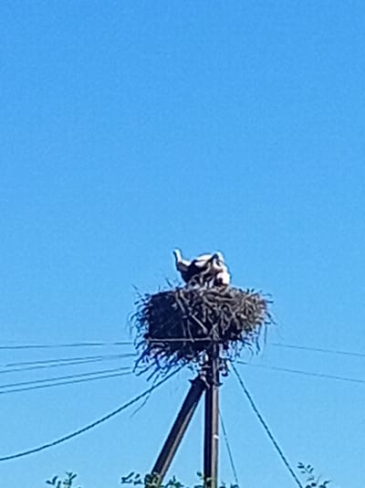 A low-angle shot captures a stork's nest atop a utility pole against a clear blue sky. Two storks, one adult and one juvenile, are visible in the nest. The adult stork is partially obscured, with its head and neck visible as it looks to the left. The juvenile stork is nestled in the nest, its body facing left. The nest is constructed of twigs and branches, typical for storks. Power lines are strung across the frame below the nest, and a portion of the utility pole supporting the nest is visible, angled from the bottom right to the center. Green foliage can be seen at the bottom of the image, suggesting a natural environment.