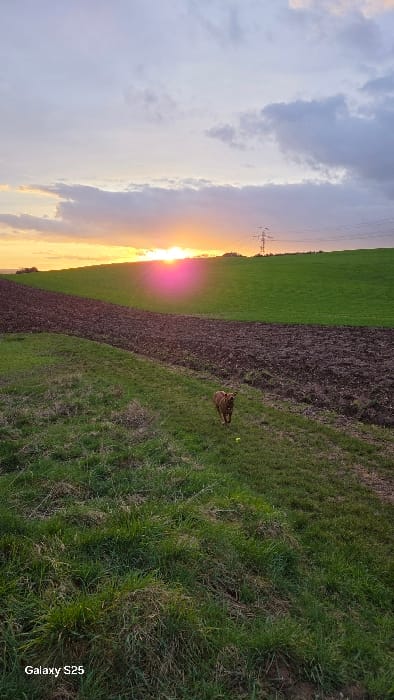 The image depicts a rural agricultural landscape near Ottonville, France, at sunset. In the immediate foreground, a strip of uneven green grass, interspersed with some dry patches, extends diagonally across the lower left. A medium-sized, reddish-brown dog with short fur is captured in motion, running from left to right on this grassy strip. Its head is turned slightly forward, and a small yellow spherical object, likely a ball, rests on the grass slightly ahead of the dog. To the dog's left, a wide section of recently tilled, dark brown earth forms a distinct field. Further back, on the right side of the frame, a large, ascending field of vibrant green grass is present. The sun, positioned low on the horizon on the far left, emits an intense golden and pink light, generating a prominent magenta lens flare across the lower left sky. The sky above is partly cloudy, displaying warm orange and pink hues near the horizon that gradually transition into lighter grays and blues higher in the frame. A metal electricity transmission tower with visible power lines stands silhouetted against the sky and the distant green field on the right side of the background.