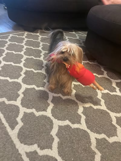 A small, tan-colored dog, possibly a Yorkie, stands on a gray and white geometric-patterned rug in what appears to be a living room. The dog is holding a red and orange squeaky toy shaped like a chicken in its mouth. The dog's tail is long and fluffy, extending upwards and slightly to the left. In the background, out-of-focus, are the dark legs of a sofa or chairs. The lighting is ambient. There is no discernible information in the image to determine the specific location within the Town of Cochrane, Canada.