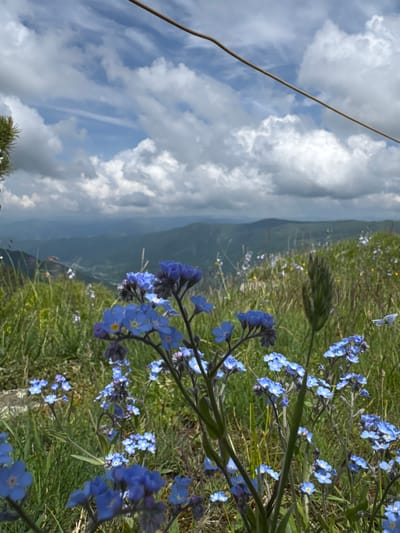 The image depicts a close-up view of delicate blue forget-me-not flowers in the foreground, with their petals featuring small yellow centers. Behind the flowers, a verdant, grassy slope is visible, dotted with more small white and yellow wildflowers. In the mid-ground, rolling hills covered in dense vegetation recede into the distance under a dramatic sky filled with large, cumulus clouds. A thin, light-colored cable traverses the upper portion of the frame. The scene appears to be a natural landscape, likely in the mountainous region surrounding Nizhnyaya Teberda, Russia, given its typical scenery of lush green hills and valleys under expansive skies. No people or animals are present in the image. The overall impression is one of natural beauty and tranquility in a high-altitude environment.