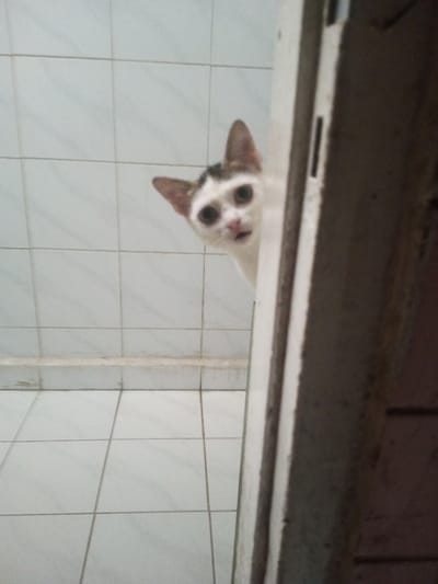 The scene is located in Karaikudi, India. A domestic cat with predominantly white fur and dark brown/black markings on its head and ears is depicted peering from behind a light-colored vertical door frame positioned on the right side of the image. The cat's head and upper chest are visible, angled slightly upwards. Its eyes are large, round, and dark, appearing dilated, and its mouth is slightly open, revealing a pink interior, conveying a startled or curious expression. The background features light-colored square tiles on both the wall and floor, with dark grout lines. A horizontal stain or dirt line is present at the base of the tiled wall. The area beyond the door frame on the right is obscured by shadow and an indistinct dark surface.