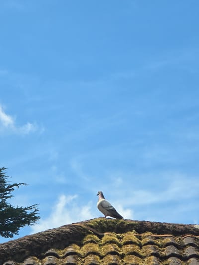 This is a low-angle shot looking up at a clear blue sky with scattered wispy clouds. On the right side of the frame, a weathered, moss-covered roof runs diagonally from the top right corner down towards the bottom right. The roof tiles are undulating and have a textured, organic appearance. Perched on the edge of the roof, facing left, is a pigeon. The bird has grey and white plumage, with its head slightly lowered and its beak partially open. Its body is tilted forward, as if it is about to take flight or is looking down. The sunlight suggests it is daytime, likely late morning or early afternoon given the brightness and the shadows. The presence of the roof and the pigeon on it implies an outdoor, possibly residential or urban setting. The image captures a quiet, mundane moment in nature, with the pigeon as the central subject against the vast expanse of the sky. There is no visible text in the image.