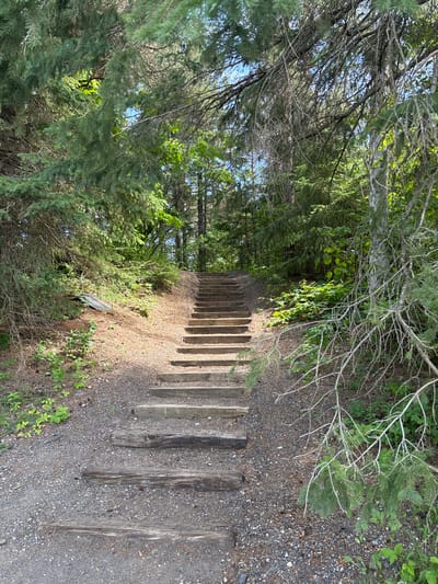 The image shows a wooden staircase ascending a slight incline through a wooded area. The staircase is constructed from weathered, rough-hewn logs, forming the risers and treads. The surrounding environment is dense with coniferous trees, their branches creating a canopy overhead, with dappled sunlight filtering through. The ground on either side of the stairs is covered in a mix of gravel, pine needles, and some low-lying green vegetation. In the lower left portion of the image, a dark sign is tilted on the ground amongst the foliage. The scene appears to be a natural path, possibly within a park or conservation area. There are no people visible in the image.