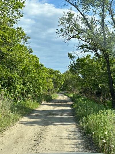 The image depicts a dirt road winding through a lush green forest under a partly cloudy blue sky. The road is unpaved and shows tire tracks, suggesting it is used by vehicles. Dense foliage lines both sides of the road, with tall trees and green undergrowth creating a canopy overhead. The sunlight filters through the leaves, casting shadows on the road. The scene appears natural and undeveloped, consistent with a rural or wilderness setting. No people or specific landmarks are visible. The location, Приамурский, Russia, suggests a potentially temperate or boreal forest environment.