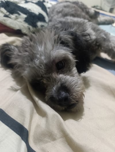 A gray, long-haired dog is lying on a light-colored bedsheet with a dark gray stripe. The dog's head is close to the camera, focusing on its nose, eyes, and ears. The dog appears to be resting. A patterned blanket is partially visible in the background. The image location is unknown; San Juan de Miraflores, Peru, is not apparent in the image.