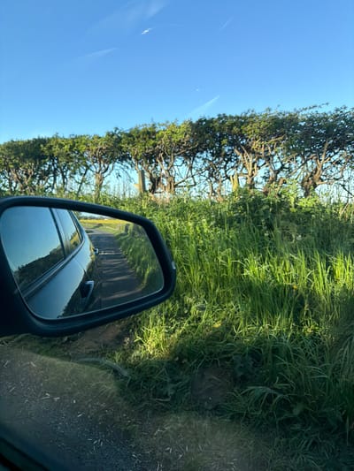 The image, taken from inside a vehicle, captures a bright daytime scene dominated by a car's side mirror. The mirror, framed in black, reflects a narrow, tree-lined road receding into the distance, with the vehicle from which the photo was taken partially visible in the foreground of the reflection. The car appears to be a dark-colored vehicle, possibly an SUV.

Outside the vehicle, to the left of the mirror, a dense hedgerow or row of mature trees with lush green foliage and gnarled branches stretches horizontally across the middle of the frame. Above the hedgerow, a clear, brilliant blue sky fills the upper left quadrant, accented by a few faint, white contrails. To the right and below the hedgerow, vibrant green grass grows tall, contrasting with a darker patch of earth or gravel at the very bottom right, near the vehicle's frame. The scene suggests a journey along a rural or semi-rural road, characteristic of areas like Chester Moor, United Kingdom, under sunny, clear weather conditions. There is no visible text.