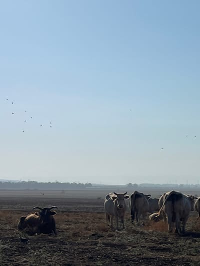 The image displays an expansive, open field located within the Emek Izrael Regional Council, Israel, under a clear, pale blue sky. The foreground consists of dark, uneven earth, possibly tilled or dry.
Subjects observed include a herd of bovines and multiple birds. On the left side of the foreground, one dark brown bovine with prominent horns is lying on the ground, oriented towards the right. To its right, in the mid-ground, a group of at least five light-colored bovines are standing. One light-colored bovine in the center of this group faces directly towards the viewer, displaying visible horns. The other light-colored bovines are partially visible, mostly from their rear or side. In the upper-left quadrant of the sky, a flock of approximately 15 small, dark birds is in flight, scattered in a cluster. Several other isolated small, dark specks, consistent with distant birds, are visible across the upper portion of the sky.
The horizon line in the far background reveals a low-lying, indistinct band of darker vegetation or land, above which faint, hazy industrial structures, including what appear to be power line towers, are discernible. The entire scene is illuminated by natural daylight, contributing to a slight atmospheric haze across the distant landscape. No human subjects or direct interactions are visible.