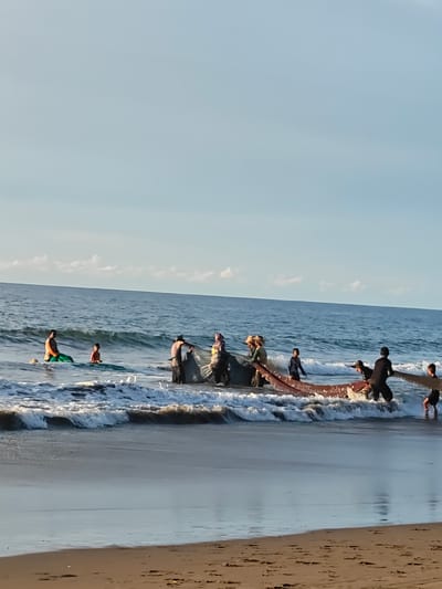 In the city of Uleekareung, Indonesia, a group of people are engaged in a fishing activity on a beach. The scene depicts several individuals wading in the ocean, actively pulling a fishing net. The net is spread across the water, indicating a collaborative effort to gather fish. The environment is characterized by a sandy beach and the expansive ocean, with gentle waves lapping at the shore. The sky above is a clear blue with a few scattered clouds, suggesting fair weather conditions. The people are dressed in casual attire, some wearing hats, which is appropriate for a coastal activity. The overall impression is one of communal work and traditional fishing practices taking place in a serene coastal setting.