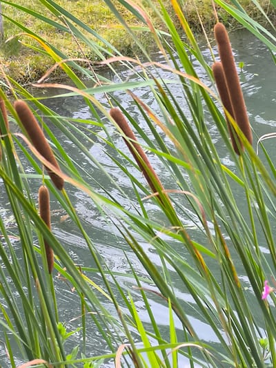 In the city of Mažučiai, Lithuania, a photograph captures a close-up view of cattails growing beside a body of water. The foreground is dominated by the vertical green stalks and brown, cylindrical seed heads of the cattails. These plants are dense and appear to be growing in or very near the water. The water itself is visible in the background, characterized by its murky, rippling surface, reflecting the overcast sky and the surrounding greenery. The overall impression is one of a natural wetland or pond edge, with the cattails forming a significant part of the immediate environment. There are no people or animals present in the image.