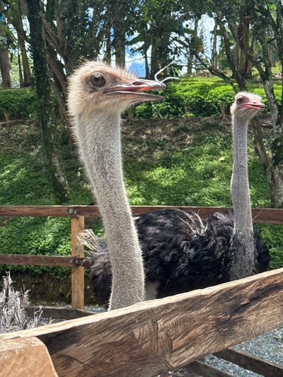 This image depicts two ostriches within a fenced enclosure in an outdoor, natural environment located in Quimbaya, Colombia.

In the foreground, a weathered wooden fence, characterized by horizontal beams with visible grain and markings, extends across the lower portion of the frame. To the far left, in front of the fence, dry, light-colored plant matter is visible.

The primary subject is an adult ostrich positioned centrally, with its head and long neck extending above the fence. Its head is light tan with a dark eye and prominent lashes. Its beak is slightly open, revealing a pinkish interior, and a slender, white, string-like object is visible near its upper mandible. The ostrich's neck is light gray and densely feathered. Its body, partially obscured by the fence, is covered in dark, ruffled feathers. This ostrich faces slightly right, with its head angled towards the right side of the frame.

To the right and slightly behind the first ostrich, a second ostrich is partially visible. It also stands behind the wooden fence, displaying a gray neck and head, with its dark, feathered body visible. This ostrich appears to be looking forward.

The background consists of a dense, lush green landscape. Short, vibrant green vegetation covers the ground behind the fence, leading to a gentle slope. Numerous tall trees with visible trunks and green canopies dominate the background, some appearing to be banana trees or similar broad-leafed species. Patches of blue sky are discernible through the tree canopy at the top of the image. The scene is illuminated by bright natural daylight.