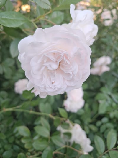 A close-up, shallow depth-of-field shot focuses on a pale pink, fully bloomed rose. The rose is positioned in the foreground and slightly to the left, its petals layered and delicate, with some hints of light peeking through. Small brown specks, likely pollen or debris, are visible on the petals.
Behind the main rose, several other pale roses and green leaves create a lush, natural background. Some of these background elements are blurred due to the shallow focus, creating a soft, dreamlike effect. The lighting suggests it is daytime, possibly late afternoon or early morning, as there are warm, golden-yellow blurs of light in the upper left background, possibly from the sun filtering through foliage.
The overall scene depicts a rose bush in a garden setting. The presence of green leaves and multiple blooms suggests a healthy, flowering plant. There is no visible text in the image. The feeling conveyed is one of natural beauty and tranquility, with the soft focus and gentle colors creating a serene atmosphere. The location context of Khadyzhensk, Russia, provides a geographical reference but no specific visual cues within the image itself confirm this location.