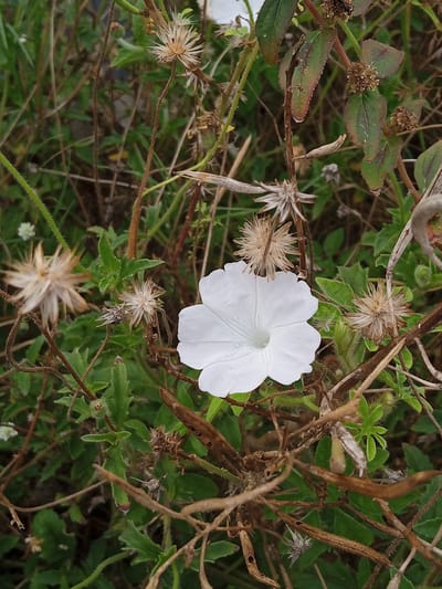 A white, trumpet-shaped flower with five petals is in full bloom, centered in the frame. Small water droplets are visible on its surface. The flower is surrounded by dry, brown seed pods and stems, as well as green foliage. The background is a blur of green and brown, suggesting a natural, outdoor environment. There are no people or animals present in the image. The scene is located in the city of Kutabaro, Indonesia.
