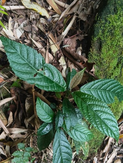 A vibrant green plant stands out against a backdrop of decaying leaves, bamboo shoots, and a moss-covered trunk. The plant features lush, textured leaves, some with small holes. New growth is visible in the center, exhibiting a lighter brown color. The scene suggests a damp, shaded forest environment, with the contrasting textures of decaying matter and vibrant plant life creating a vivid natural tableau.