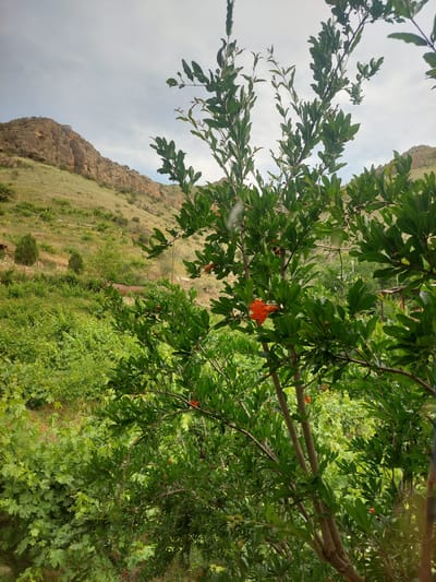 In Areni, Armenia, a close-up view is presented of a pomegranate tree with vibrant green leaves and several bright orange blossoms. The tree is situated in the foreground, obscuring the background scenery. Beyond the tree, a lush green vineyard stretches out, leading towards a rugged, dry mountainside under a cloudy sky. The overall scene depicts a natural landscape in a rural setting.
