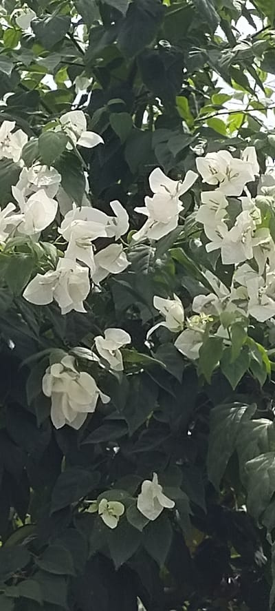 The image displays a close-up view of a flowering bougainvillea plant with white bracts and green foliage. The flowers are delicate and appear to be in various stages of bloom. The setting is outdoors, with dappled sunlight filtering through the leaves, suggesting a natural environment. The background is filled with the lush green of the plant's leaves, creating a dense, vegetative backdrop. This scene is located in Luengbaro, Indonesia, a location characterized by its tropical climate and abundant plant life, which is consistent with the image's subject matter. There are no people or any other discernable objects or actions depicted in the image.